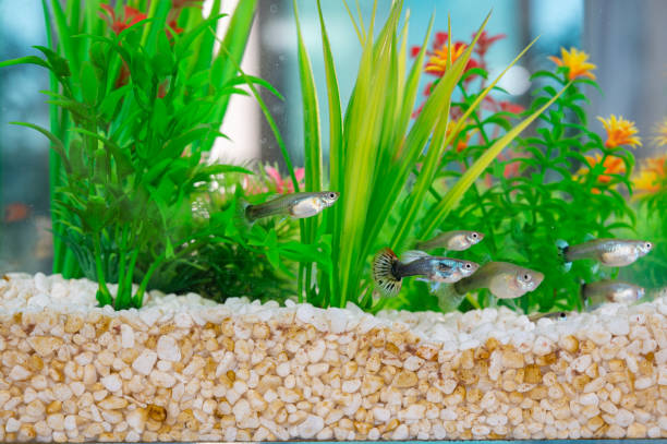 Guppys swimming in a fishbowl with dirty white little stones and artificial water plants. stock photo
