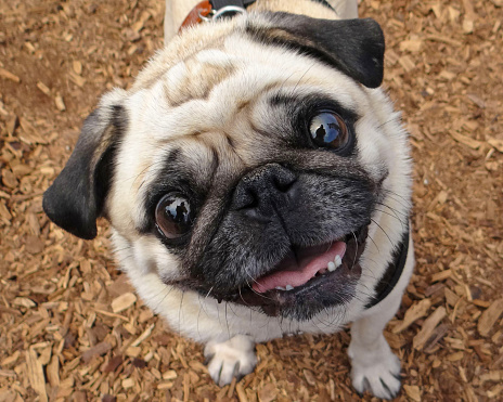 Pug looking up to camera