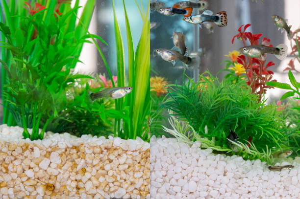 istock Before and after comparison of the cleaned fishbowl. 1278886662