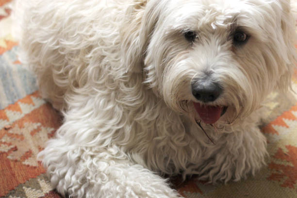 istock beautiful medium breed dog, White Labradoodle lying down and resting 1278887533