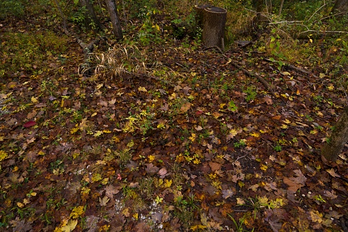 This nature image shows a ground covered with autumn leaves.