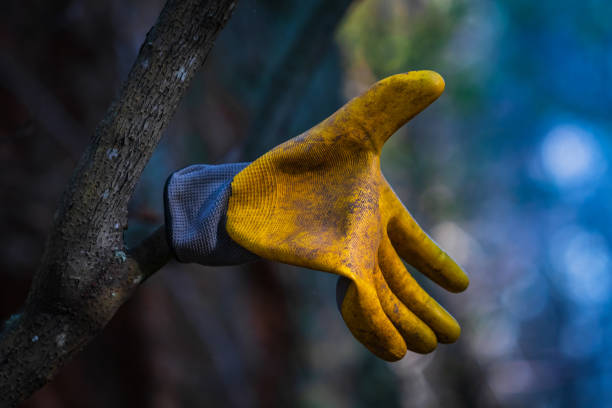 Yellow gardeners glove hanging off a tree branch.