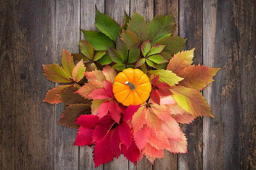 Colorful autumn leaves on rustic wooden background with copy space