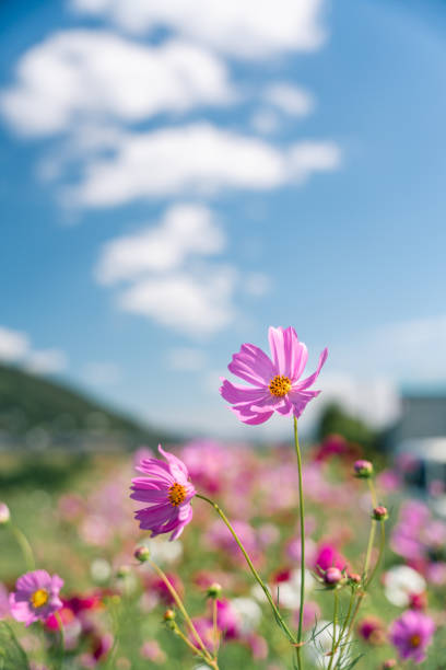 Cosmos swaying in the wind and the blue sky