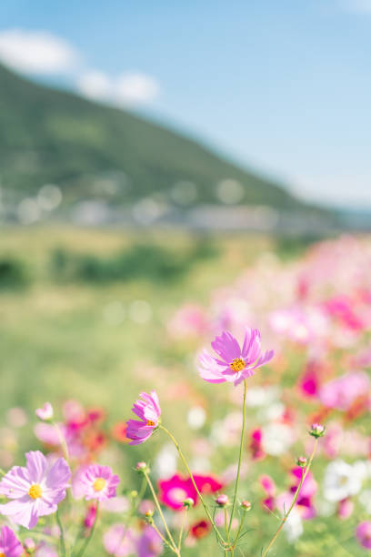 istock Cosmos swaying in the wind and the blue sky 1278892021
