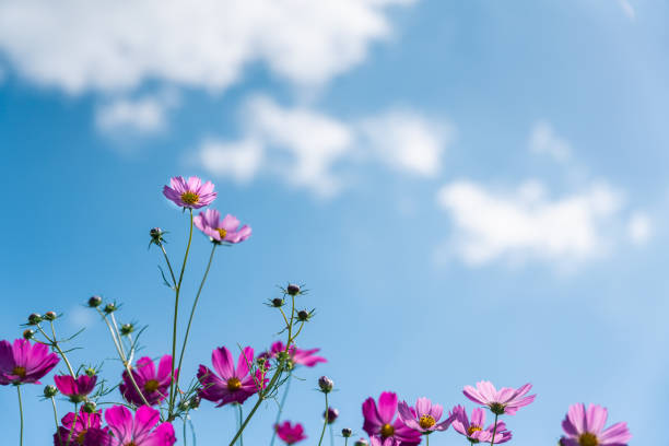 istock Cosmos swaying in the wind and the blue sky 1278892041