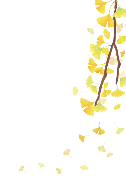 가을 배경. 은행나무 가지. 오른쪽 장식. 흰색 배경(세로 길이) - ginkgo tree ginkgo tree japan stock illustrations