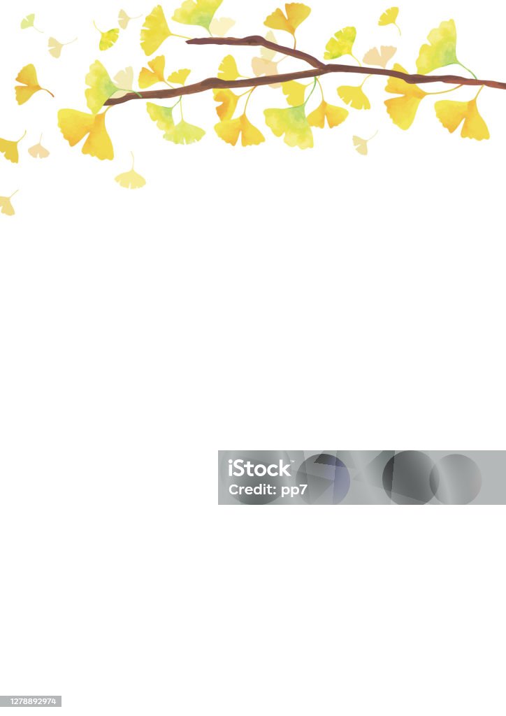 가을 배경 은행나무 가지 상단에 장식 흰색 배경 0명에 대한 스톡 벡터 아트 및 기타 이미지 - 0명, 가을, 가을 단풍 - Istock