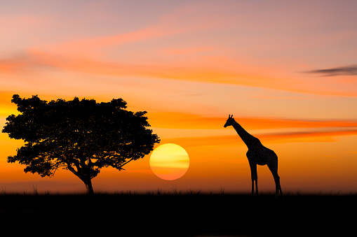 Silhouette giraffe standing nearly big trees in safari with beautiful sunset twilight sky background