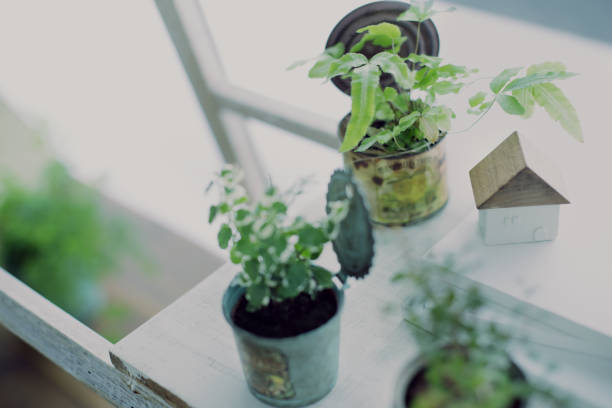 istock DIY wooden shelves and indoor green image 1278894697