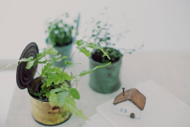 istock DIY wooden shelves and indoor green image 1278894704