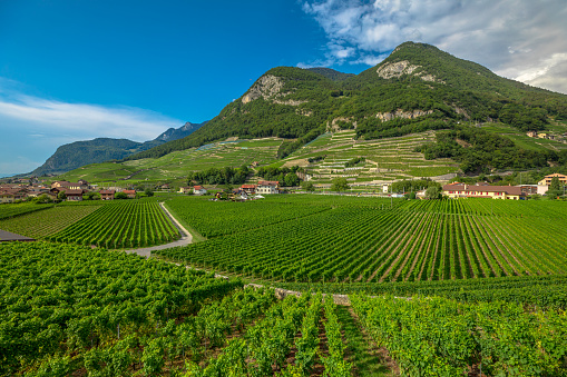 Terraced vineyards Switzerland