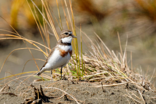 istock Double-banded Dotterel in Australasia 1278896155