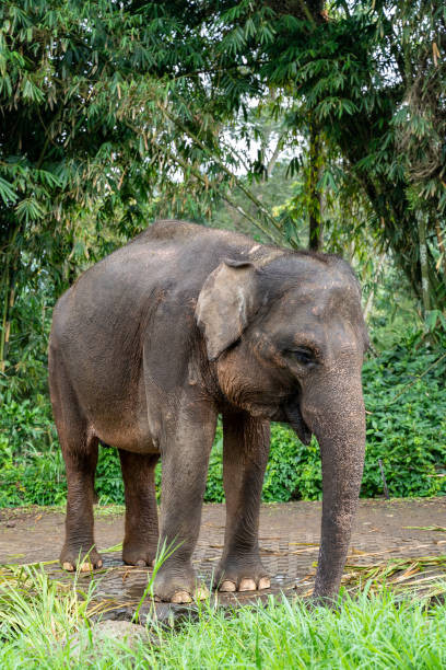 istock An elephant calf is smiling on the field 1278896875