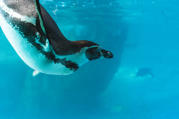 istock Humboldt penguin is swimming in the pool 1278896887