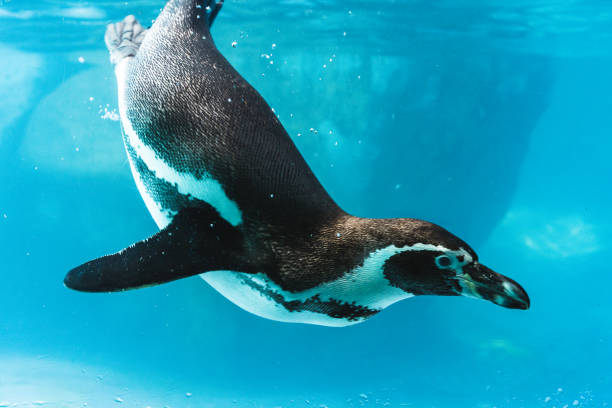 istock Humboldt penguin is swimming in the pool 1278896903