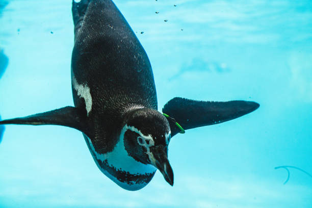 istock Humboldt penguin is swimming in the pool 1278896904