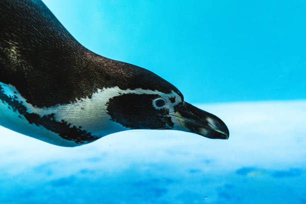 istock Humboldt penguin is swimming in the pool 1278896908