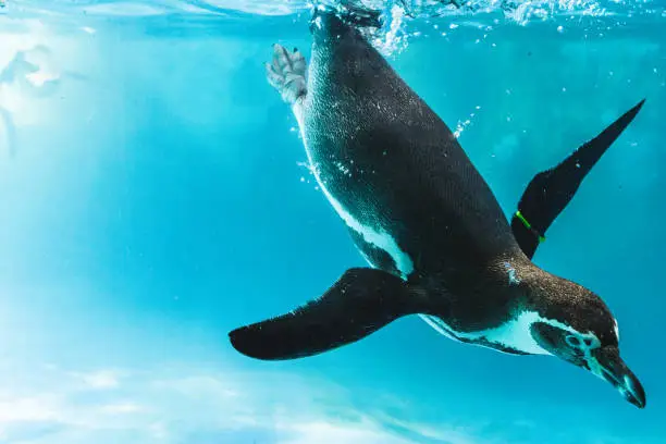 Photo of Humboldt penguin is swimming in the pool