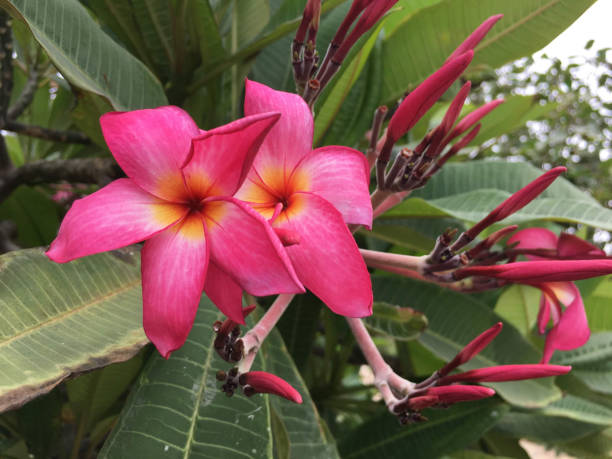 istock THE FRANGIPANI BUDS AND BLOSSOMS 1278899848