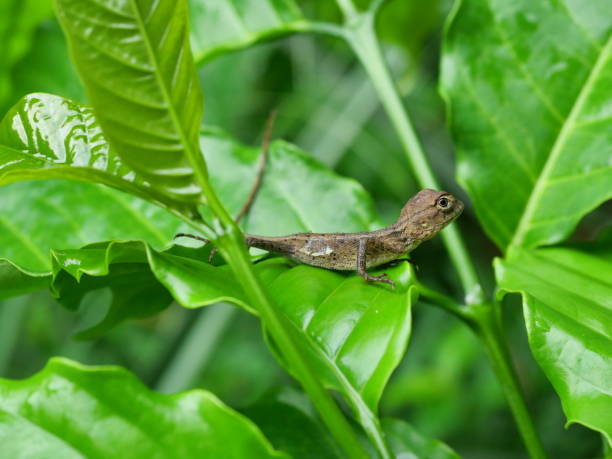 Closeup Changeable lizard with natural green leaves in the background