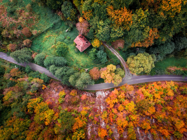가을 숲을 통해 구불 구불 국가 도로의 공중 무인 항공기 보기 - scenics autumn mystery vibrant color 뉴스 사진 이미지