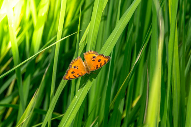orange butterfly on soft focus green leaves background,butterfly orange in rice field leaves.