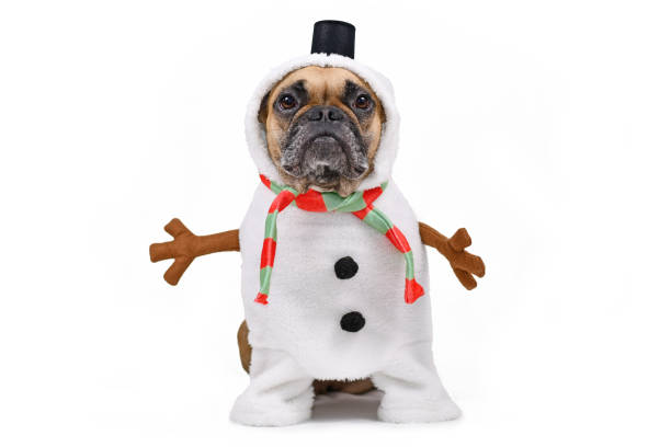 Funny French Bulldog dog dressed up as snowman with full body suit costume with striped scarf, fake stick arms and small top hat on white background Funny French Bulldog dog dressed up as snowman with full body suit costume with striped scarf, fake stick arms and small top hat on white background pug photos stock pictures, royalty-free photos & images