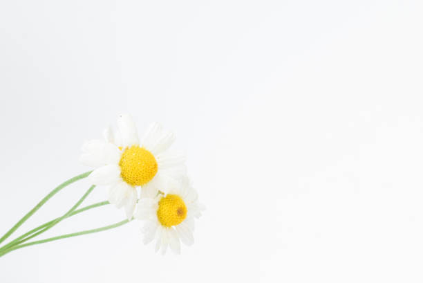 istock Bouquet of daisies isolated on white. 1278905328