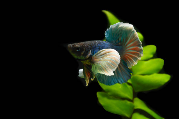 istock Blue fighting fish with water plants 1278906427