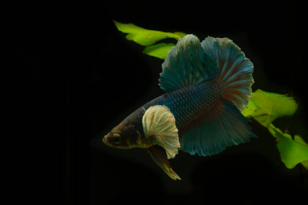istock Blue fighting fish with water plants 1278906436