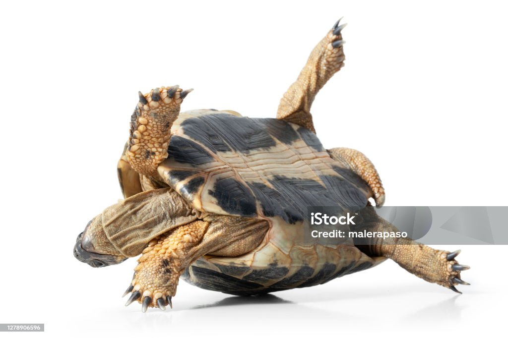 Tortoise upside down Turtle upside down isolated on a white background. Turtle Stock Photo