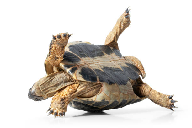 Tortoise upside down Turtle upside down isolated on a white background. trapped stock pictures, royalty-free photos & images