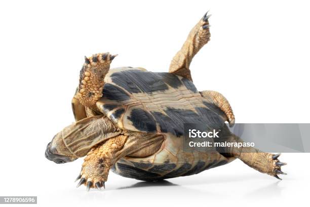 Tortoise Upside Down Stock Photo - Download Image Now - Turtle, Adversity, Trapped