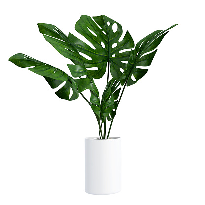 Monstera en una olla aislada sobre fondo blanco, de cerca de hojas tropicales o planta doméstica que crecen en interior para fines decorativos. photo