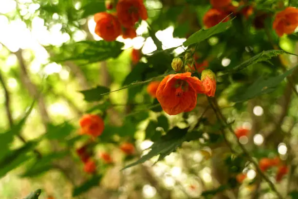 Abutilon Pictum Chinese-lantern flower