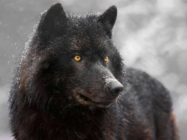 istock Portrait of a black canadian wolf 1278907449