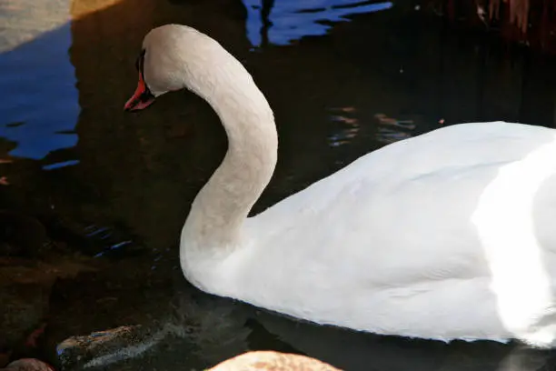 Snow white swan swimming in the pond of clear water
