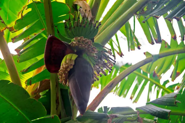 Bunch of green bananas with banana flower on the banana tree growing in tropical garden