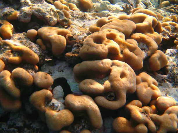 Corals at the bottom of the Red Sea and clear water Egypt