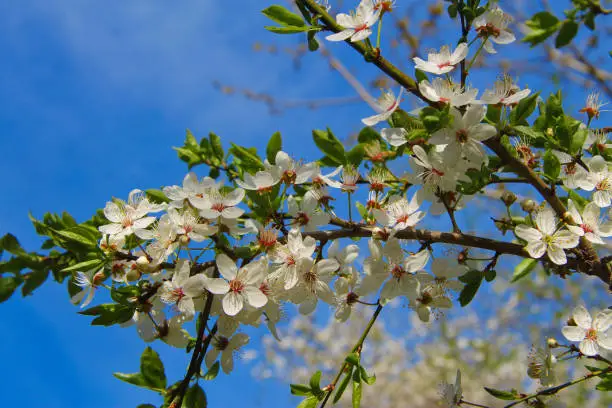 White flowers blooming on the branch of wild fruit tree closeup against blue sky