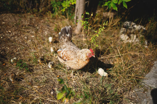chicken with clings walking on the grass chicken with clings walking on the grass. soft nest stock pictures, royalty-free photos & images
