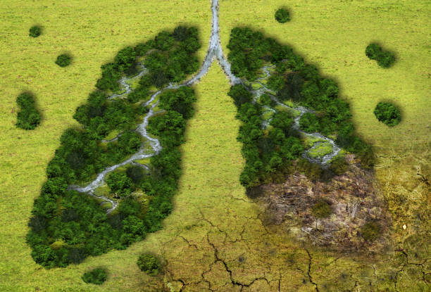 Forest in a shape of lungs - deforestation Forest in a shape of lungs - deforestation and global warming concept climate crisis photos stock pictures, royalty-free photos & images