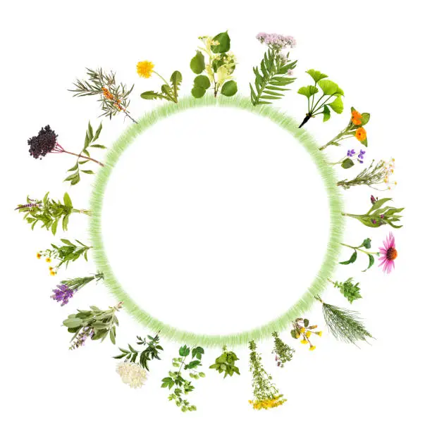 Many different medicinal plants in the grass form a round frame.