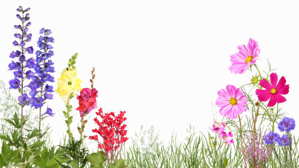 Meadow with delphinium, snapdragons, cosmos flowers, cornflower and others Flower meadow with various popular perennials and garden flowers and space for text. heather photos stock pictures, royalty-free photos & images