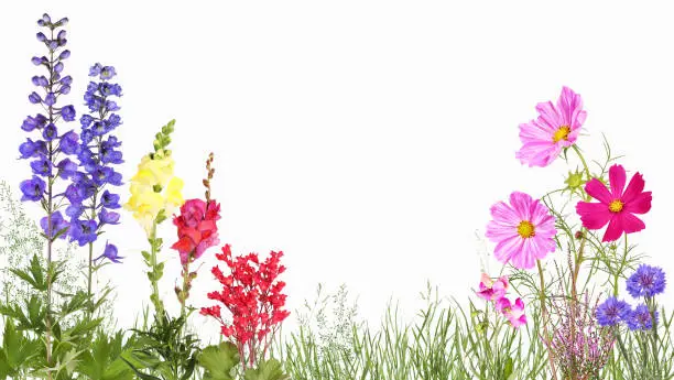 Flower meadow with various popular perennials and garden flowers and space for text.