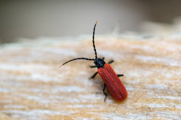 istock Beautiful red beetle close up 1278912788