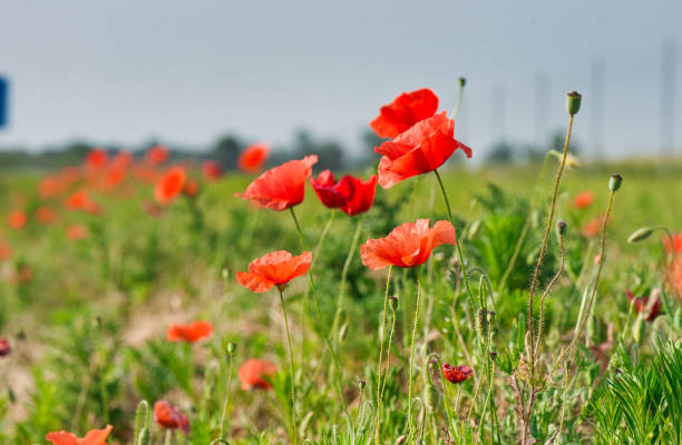 istock red poppy in green field 1278913383