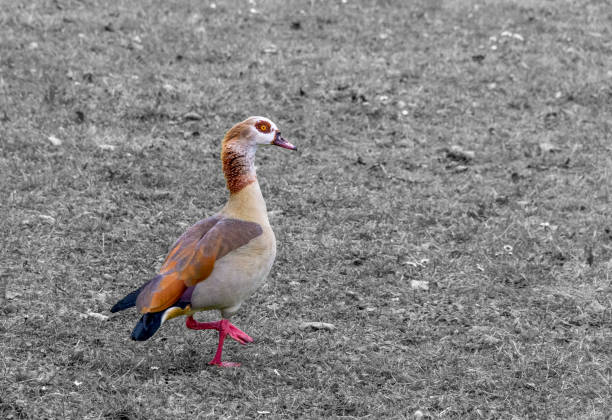 a Egyptian goose in grey ambiance at early spring time