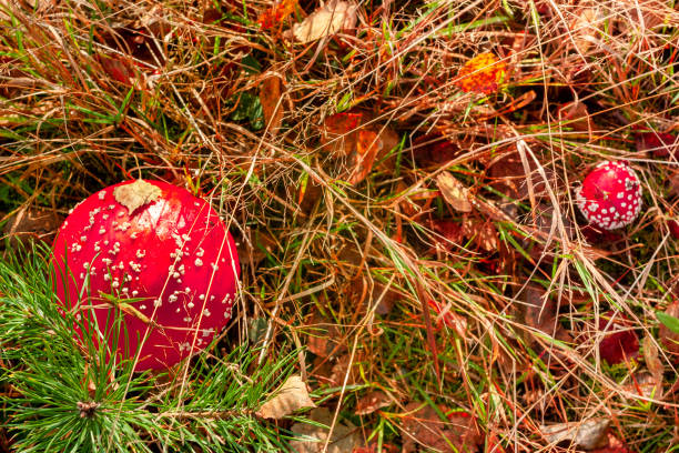 herramientas de sapo rojo en las hierbas. - albertus magnus fotografías e imágenes de stock